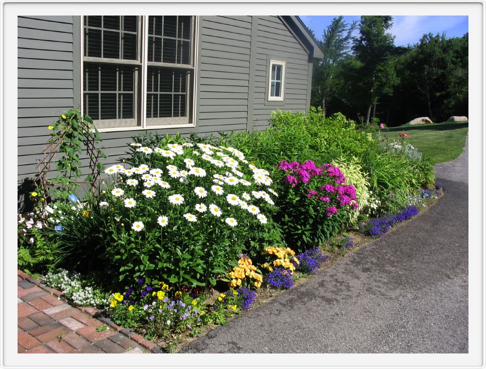 Shasta Daisy