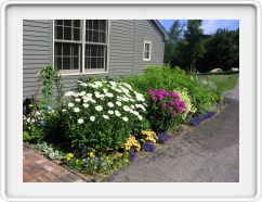 Shasta Daisy