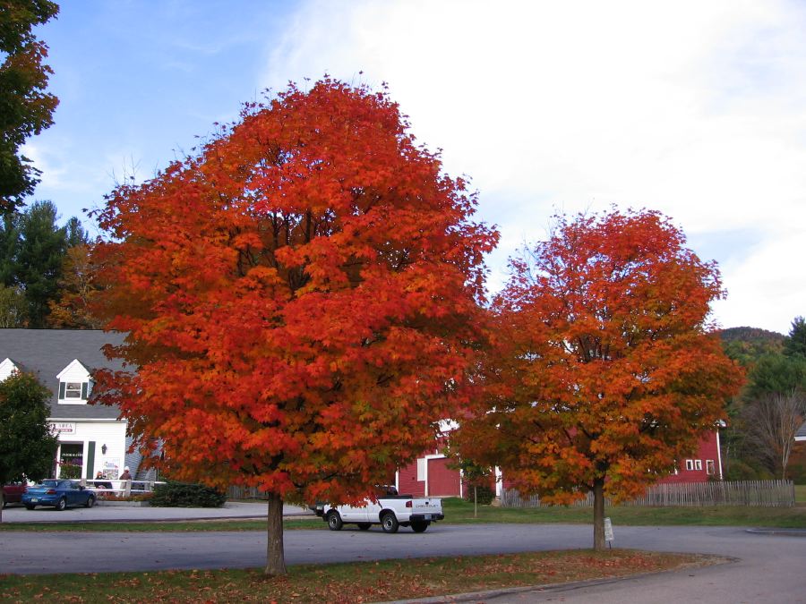 Jackson Foliage