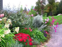 Fall Flowers