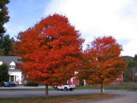 Jackson Foliage