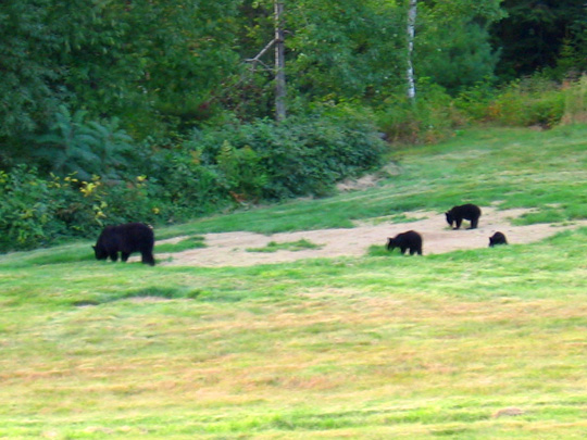 Mama and Three Cubs