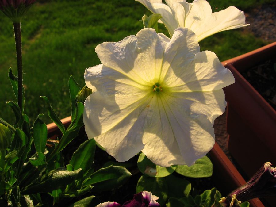 Pretty Petunia