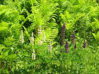 Lotsa Lupine