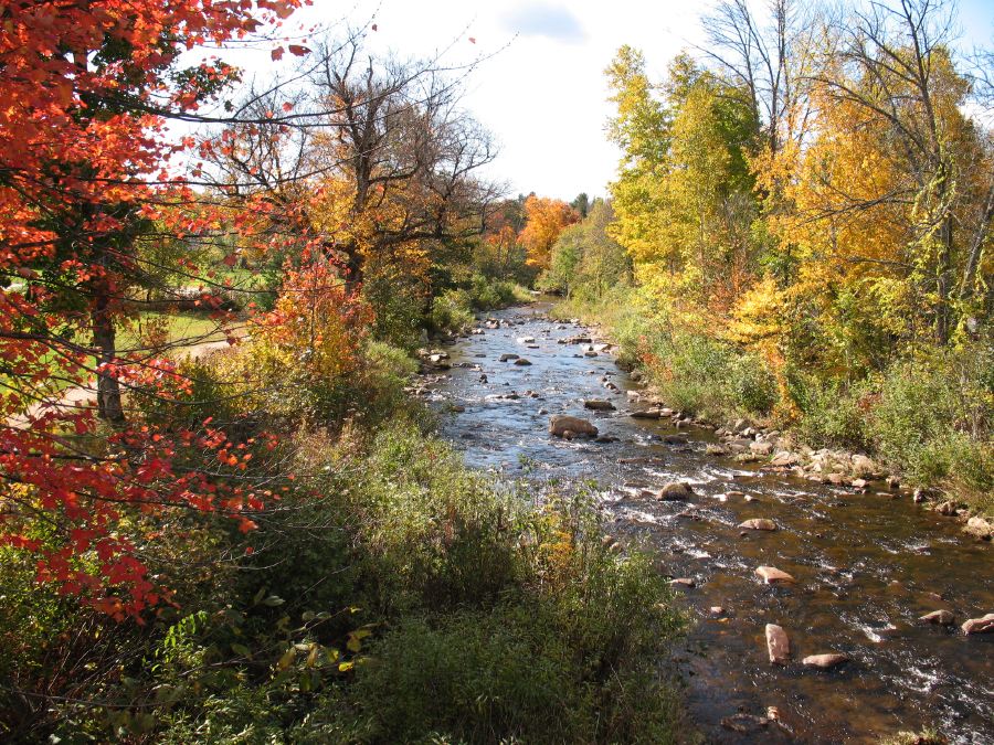 The Wildcat in Autumn