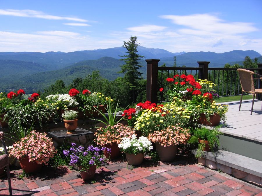 Flowers With a View