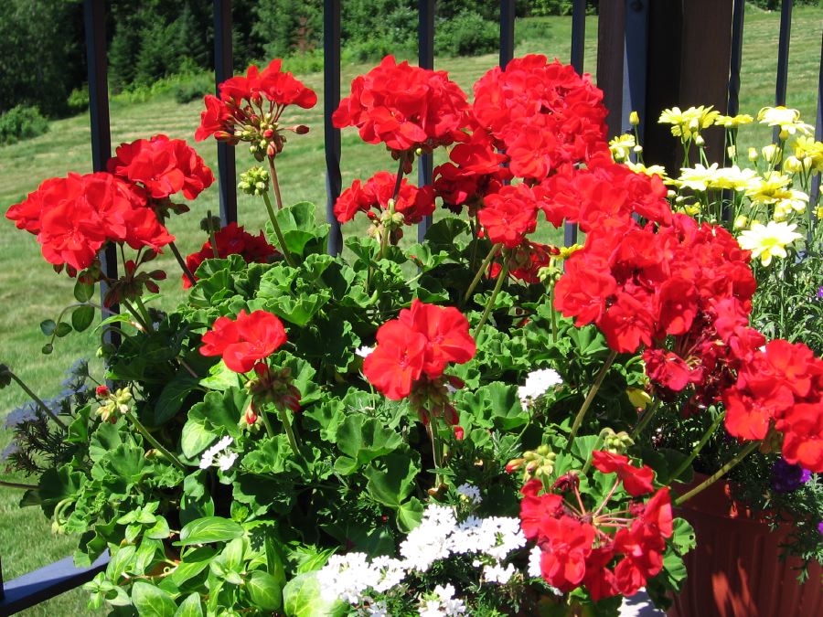 Geraniums in Jail