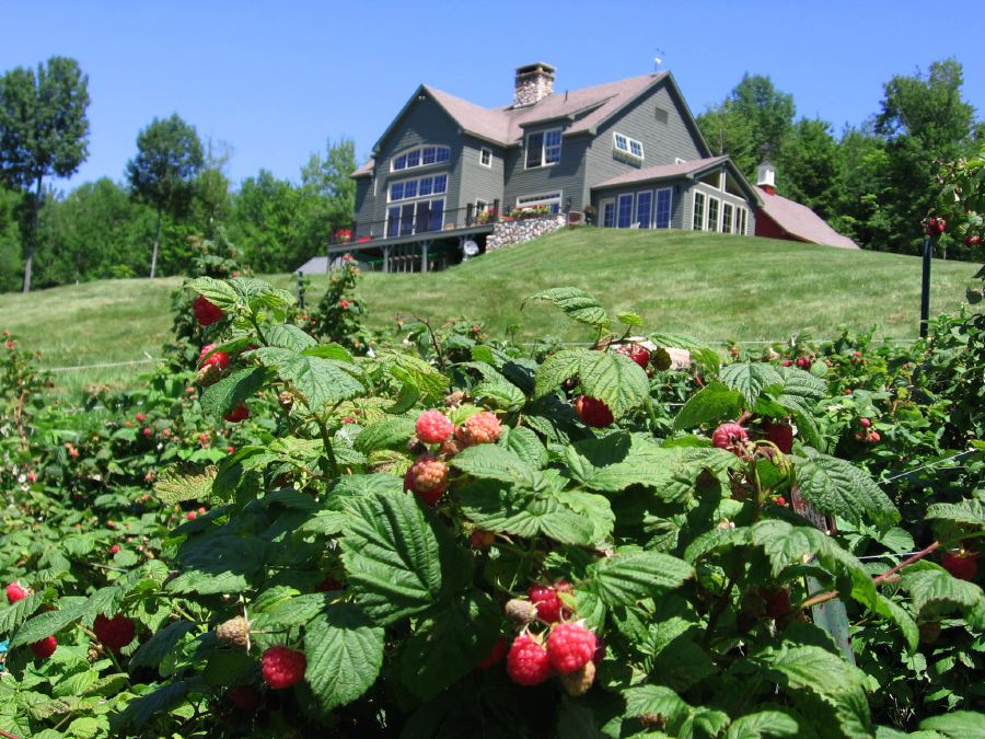 It's Berry Picking Time, Again