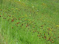 Our Wildflower Bank