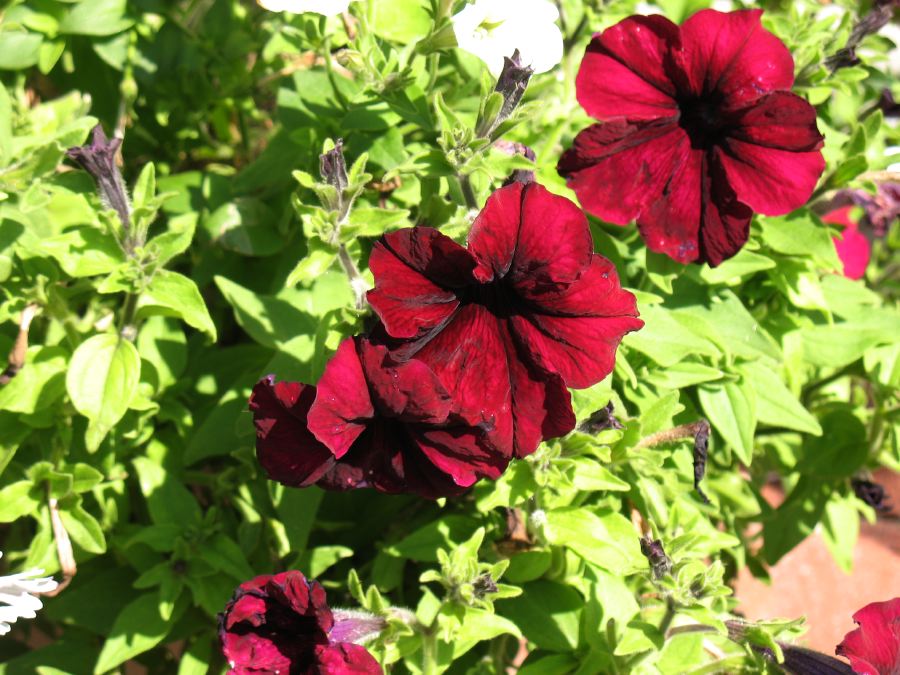 Petunias Peaking