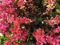 Plethora of Pink Posies