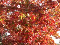 Firey Foliage