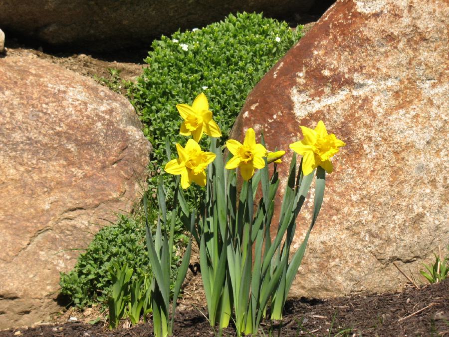 Aah, First Flowers