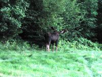 Huge Moose