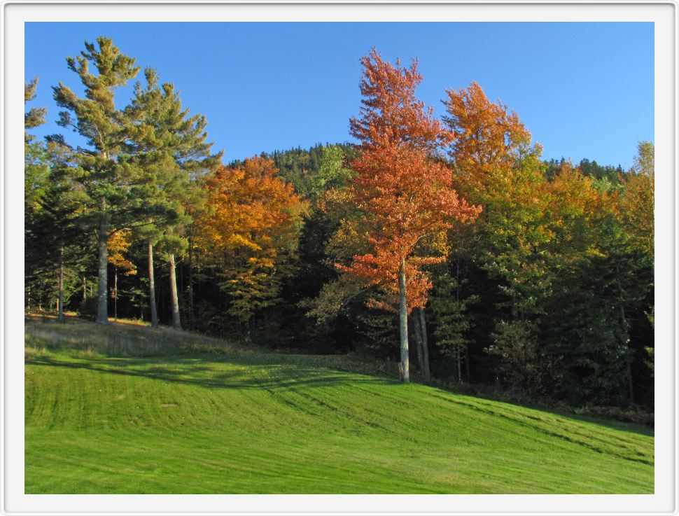 Upper High Meadow in Color 