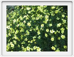 Wispy Yellow Things