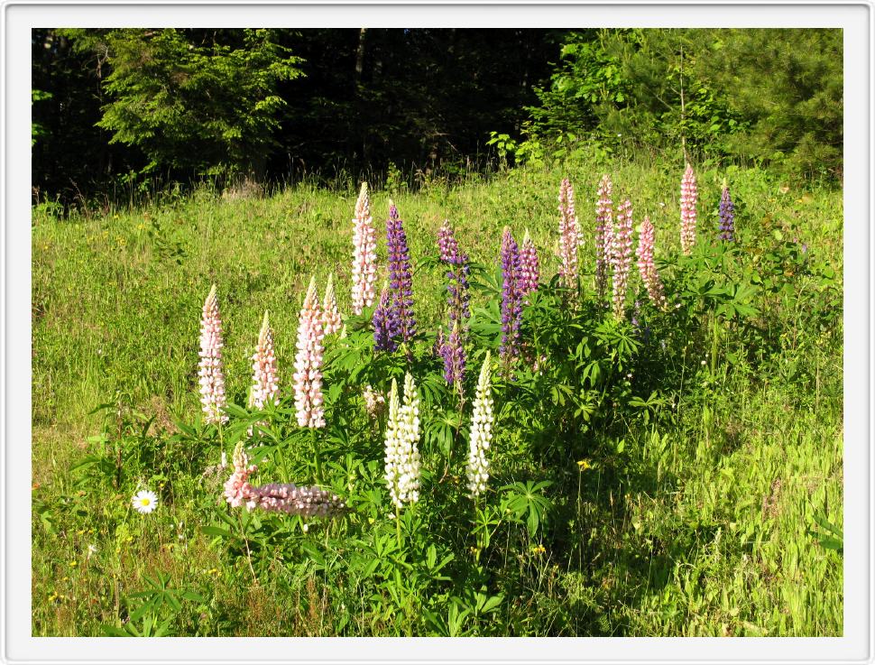 Lot'sa Lupine