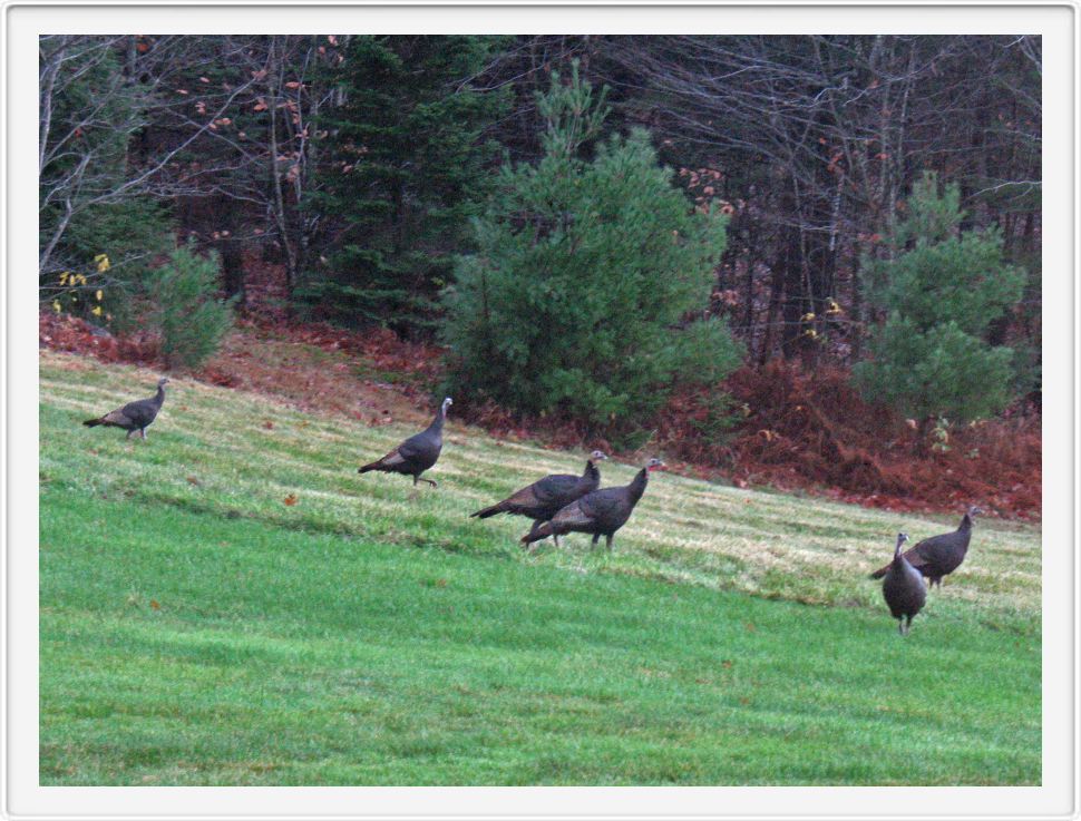 Gobble, Gobble, Gobble