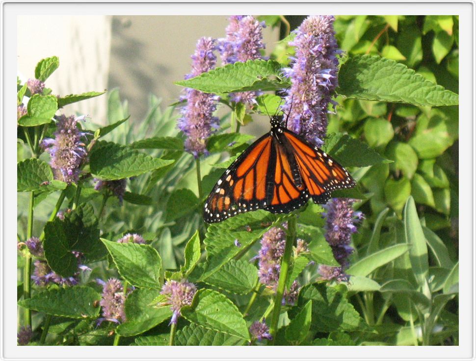 Monarch Butterfliy IMG_0503a