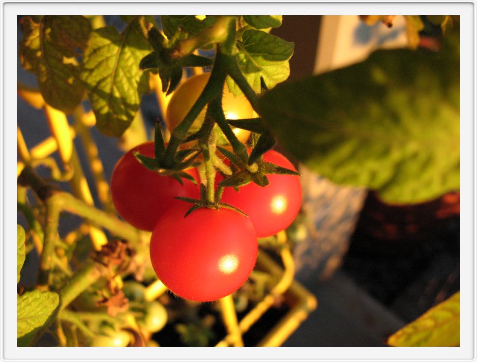 Hairy Tomatoes