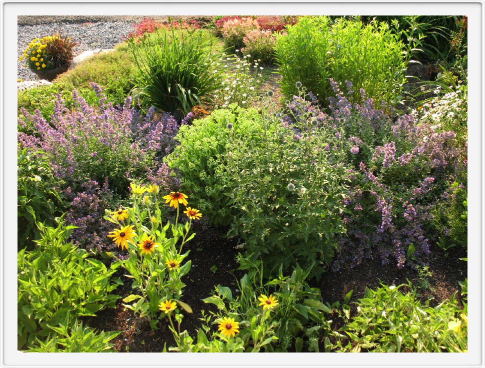 Corner Garden in Profusion - July