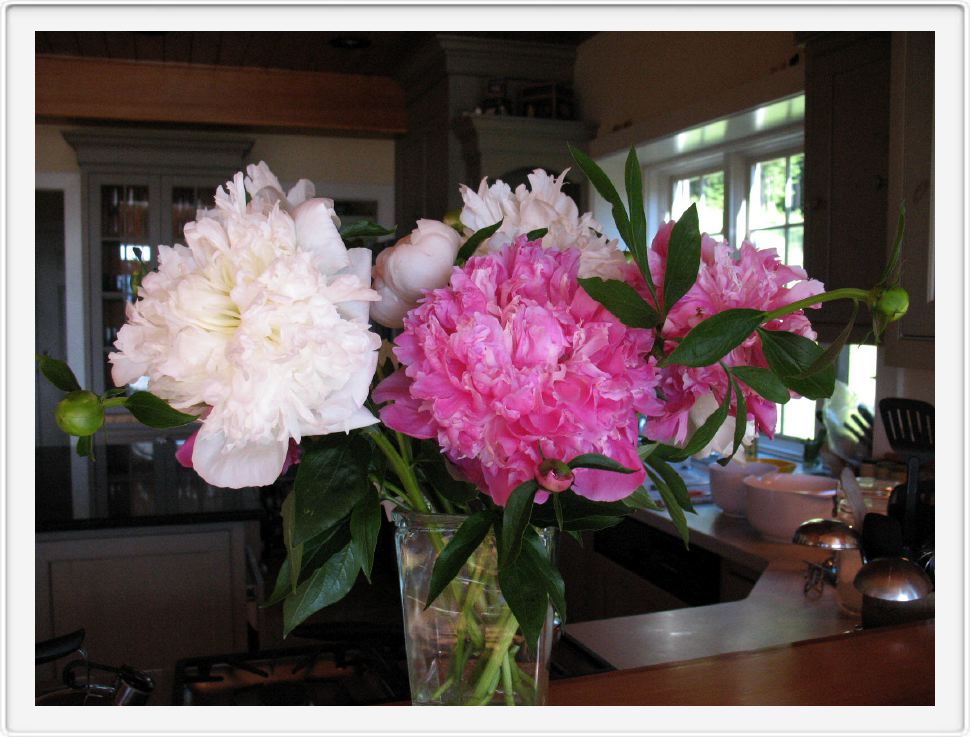 Peonies in the Vase