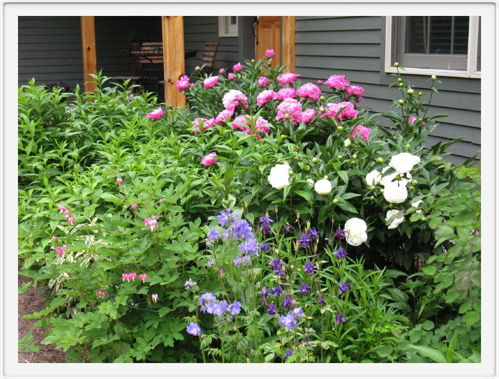 Peonies on the Stem