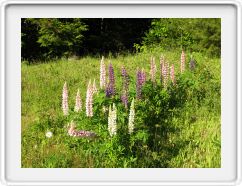 Lot'sa Lupine