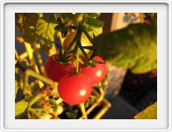 Hairy Tomatoes