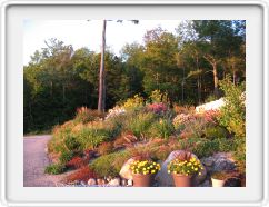 Corner Garden Starting to Turn