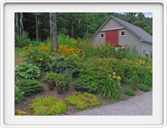 Corner Garden in Proliferation - July