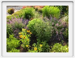 Corner Garden in Profusion - July