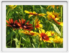 Are These Daisies?