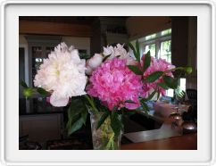 Peonies in the Vase