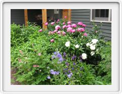 Peonies on the Stem