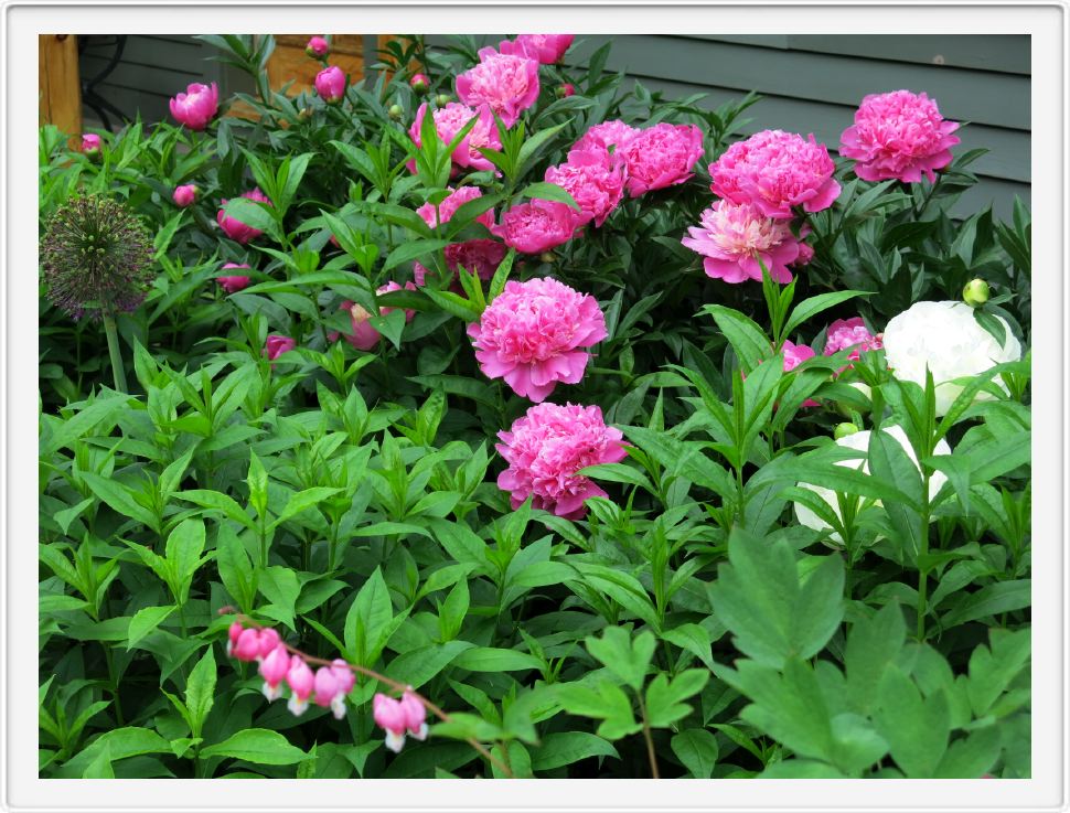 Front Garden Peonies 