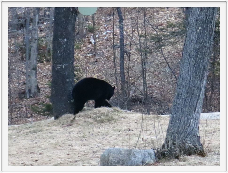 First Bear Sighting