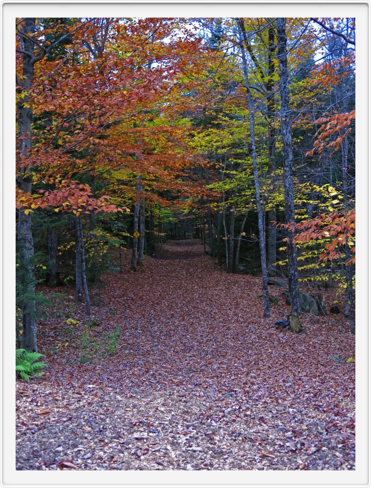 Yodel Trial in Autumn