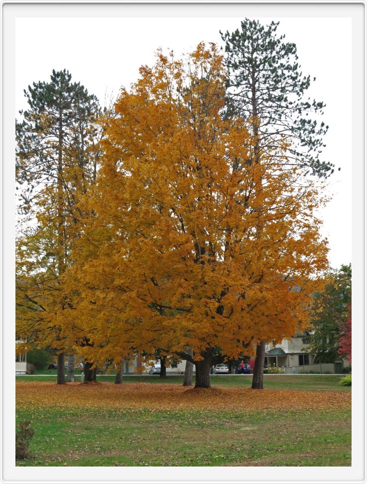 Tree Ablaze at the Wentworth