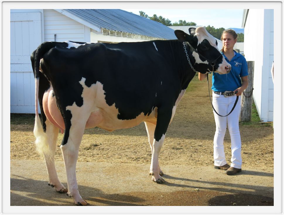 Ready to Milk at Fryeburg