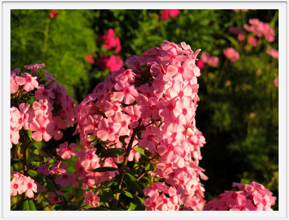 Phlox