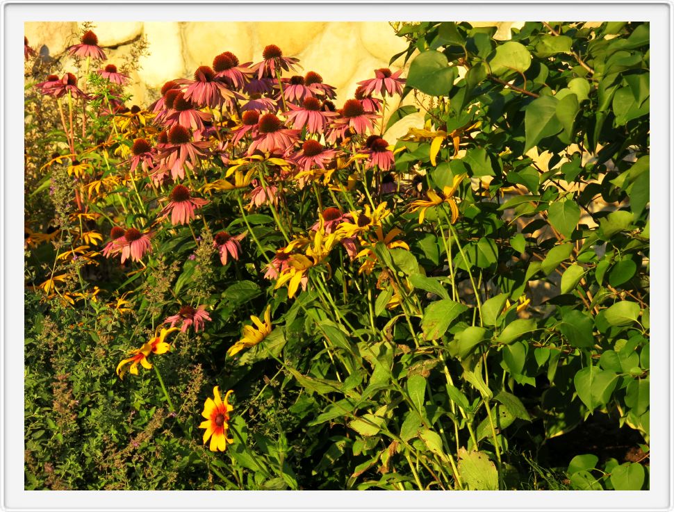 Purple Coneflower (Echinacea)