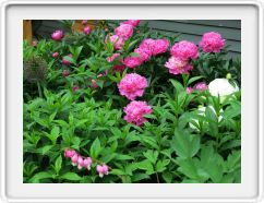 Front Garden Peonies 