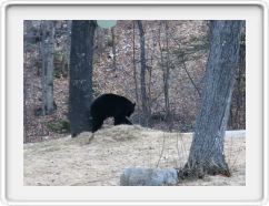 First Bear Sighting