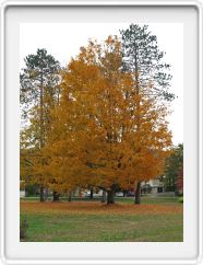 Tree Ablaze at the Wentworth