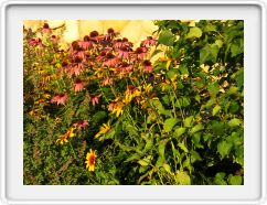 Purple Coneflower (Echinacea)