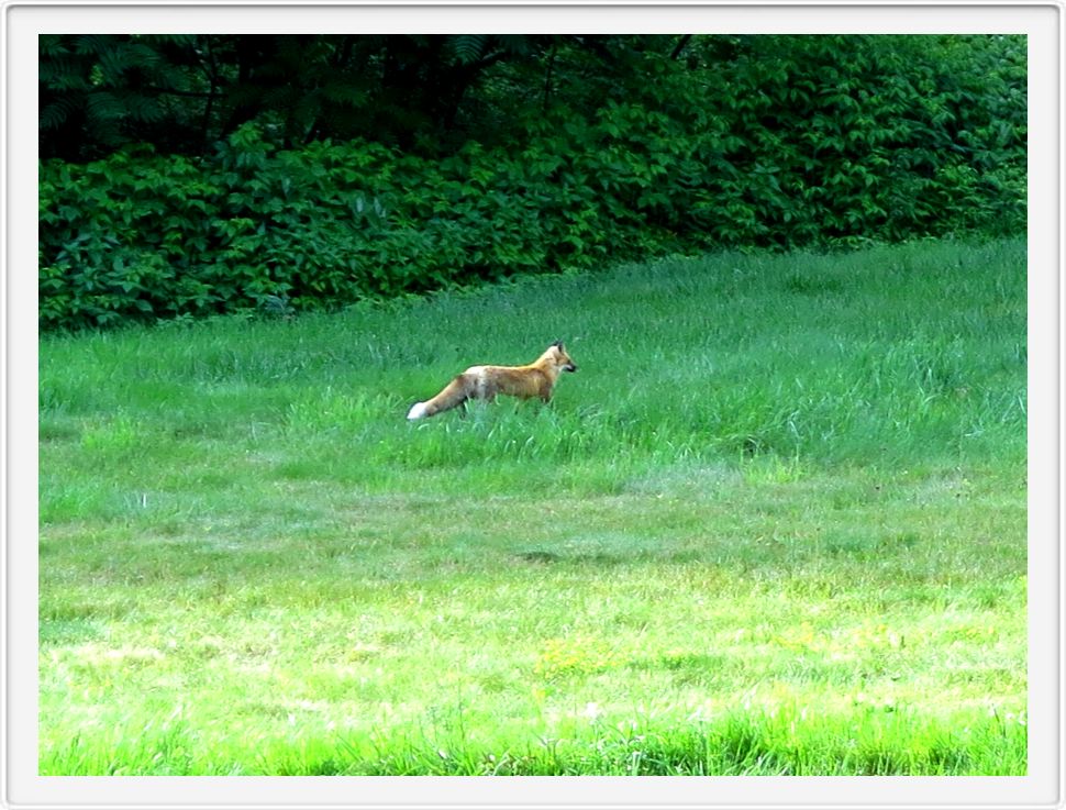 Freddy, Our White-tailed Fox