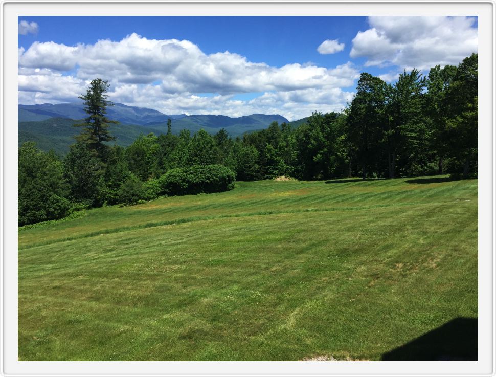 The Meadow in June