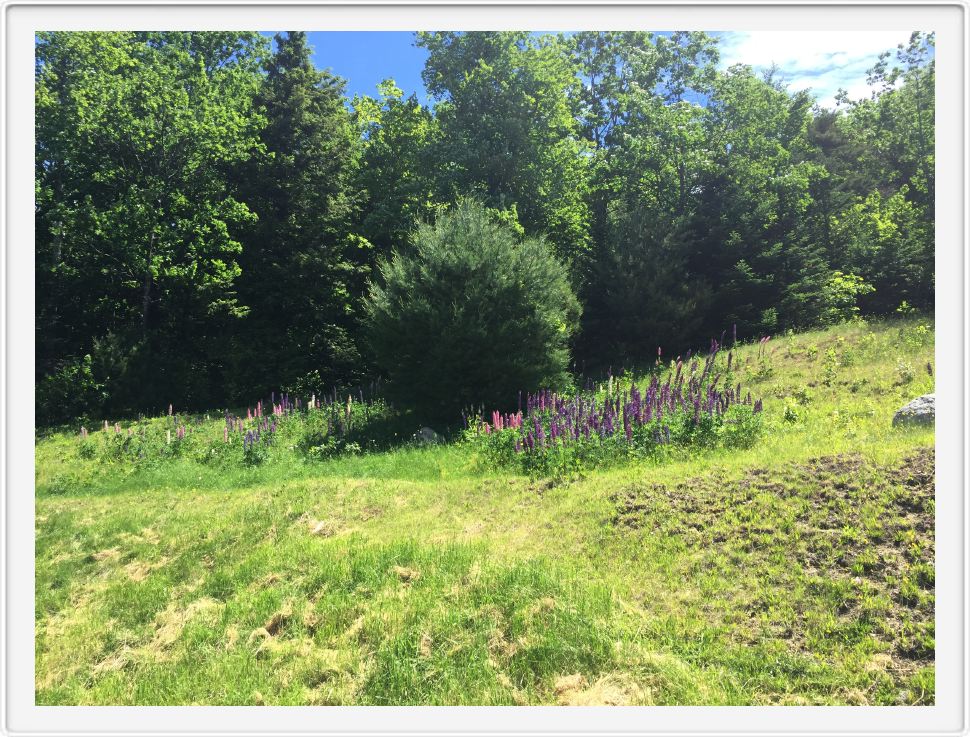 Our Lupine in June