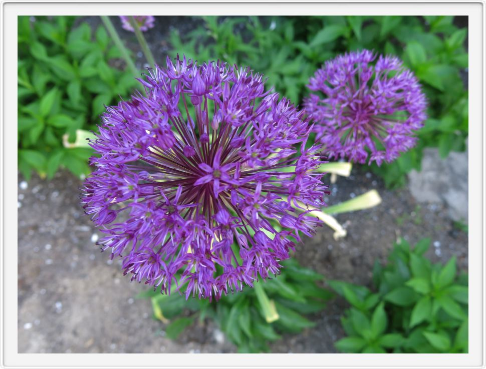 Posies at the End of May